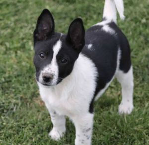 Cattle Dog mix puppy maleRaylen is a Cattle Dog mix puppy Mom is a known Cattl