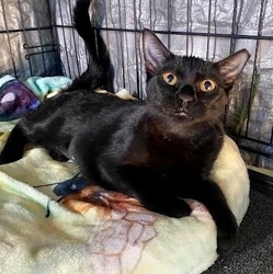 Nova