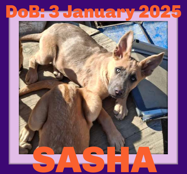SASHA, an adoptable German Shepherd Dog in Sebec, ME, 04481 | Photo Image 1