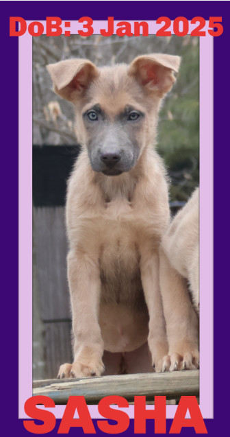 SASHA, an adoptable German Shepherd Dog in Sebec, ME, 04481 | Photo Image 2