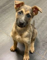 SASHA, an adoptable German Shepherd Dog in Sebec, ME, 04481 | Photo Image 3