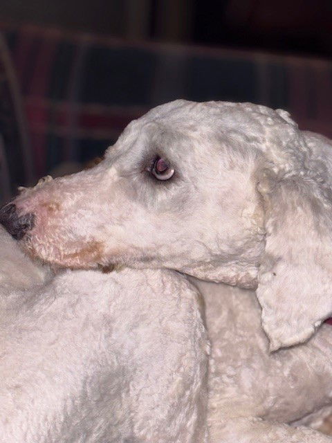 LIL-BETH - bonded with Pheobe, an adoptable Standard Poodle, Old English Sheepdog in Sebec, ME, 04481 | Photo Image 1