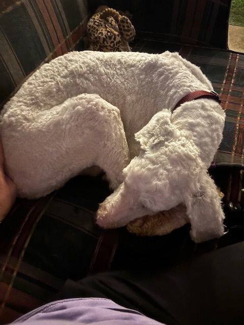 LIL-BETH - bonded with Pheobe, an adoptable Standard Poodle, Old English Sheepdog in Sebec, ME, 04481 | Photo Image 2