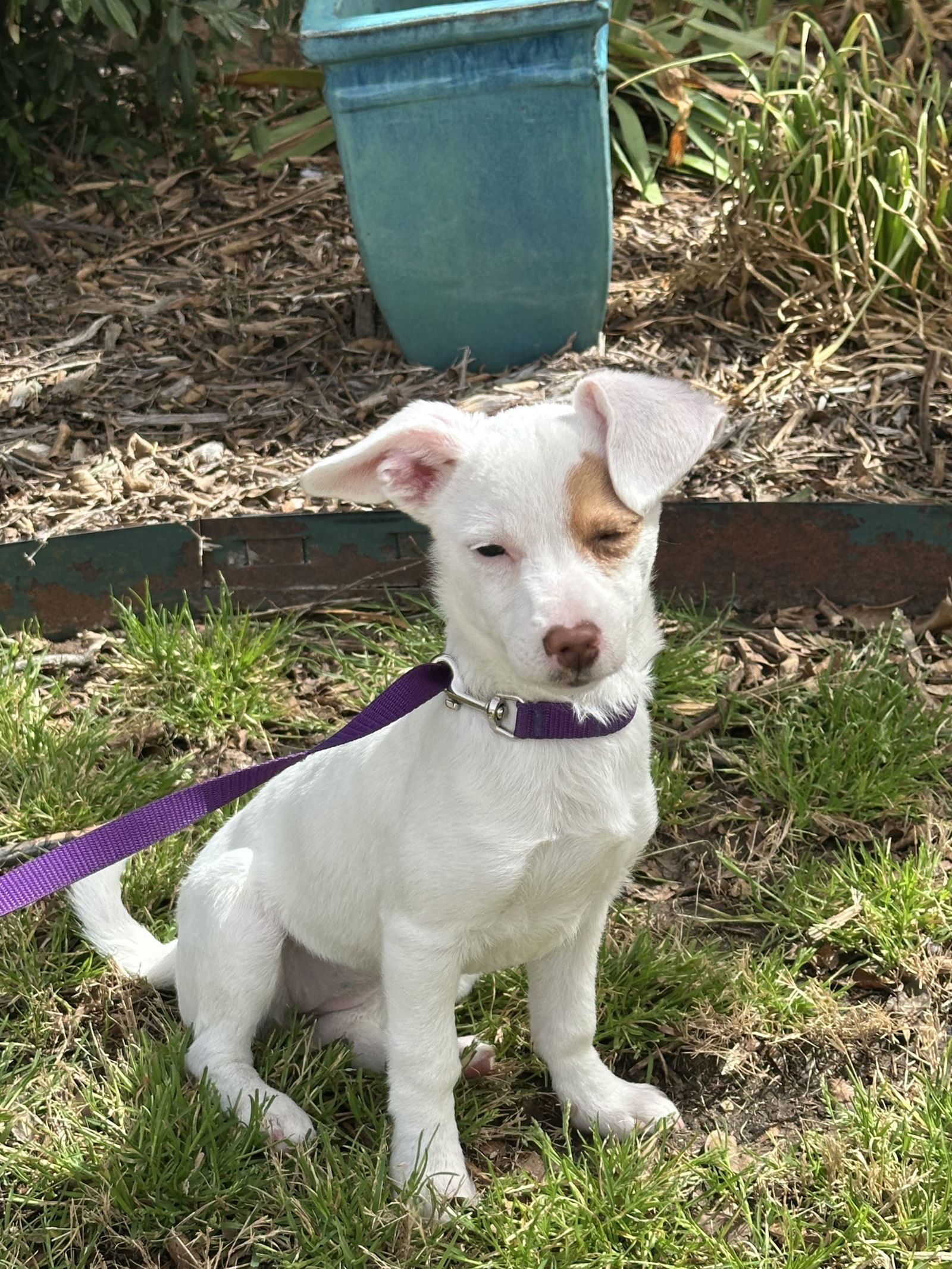 ANN, an adoptable Jack Russell Terrier, Chihuahua in Sebec, ME, 04481 | Photo Image 1