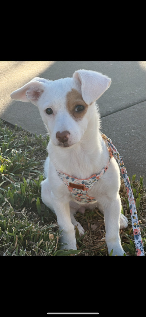 ANN, an adoptable Jack Russell Terrier, Chihuahua in Sebec, ME, 04481 | Photo Image 2