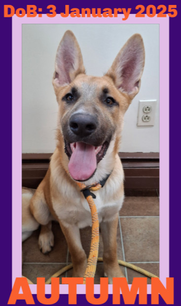 AUTUMN, an adoptable German Shepherd Dog, Belgian Shepherd / Malinois in Sebec, ME, 04481 | Photo Image 1