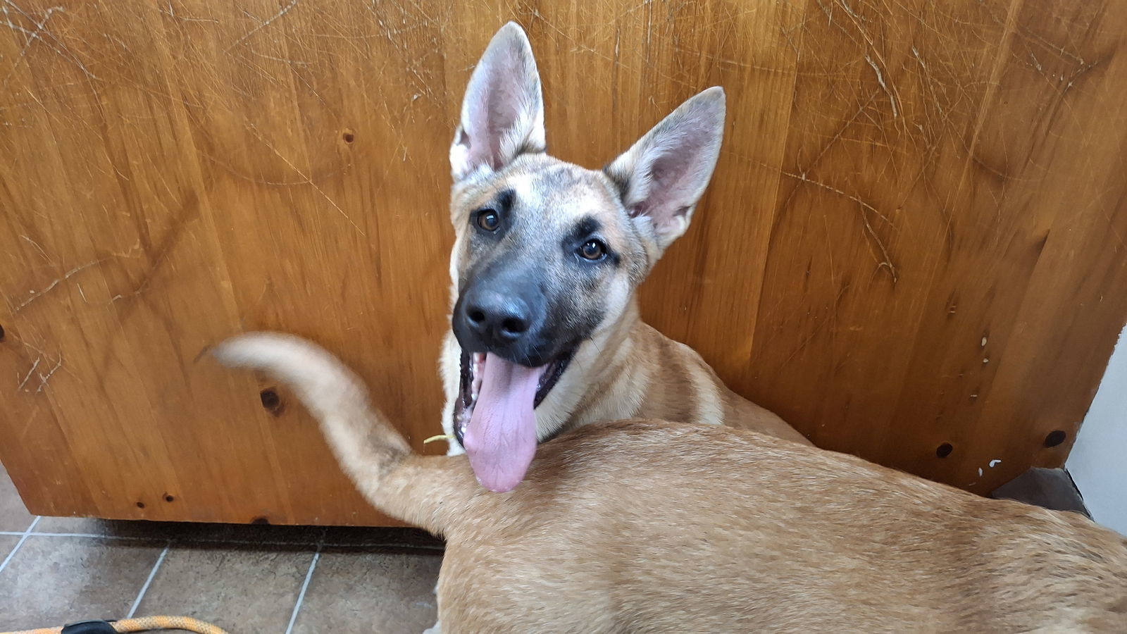 AUTUMN, an adoptable German Shepherd Dog, Belgian Shepherd / Malinois in Sebec, ME, 04481 | Photo Image 3