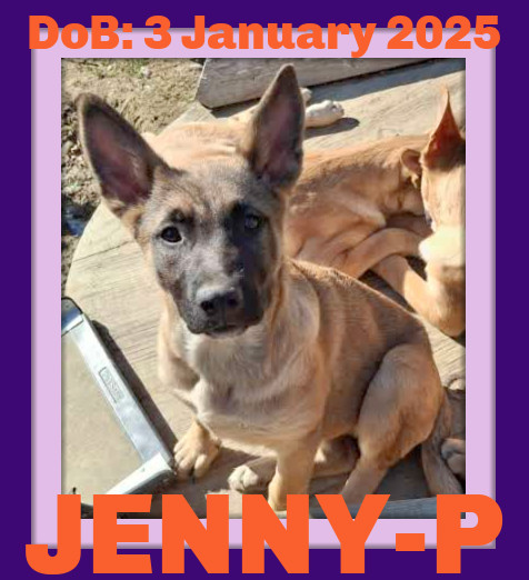 JENNY-POOH, an adoptable German Shepherd Dog in Sebec, ME, 04481 | Photo Image 1