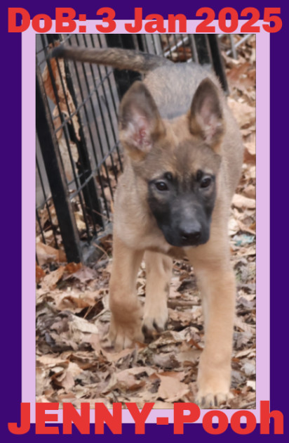 JENNY-POOH, an adoptable German Shepherd Dog in Sebec, ME, 04481 | Photo Image 2