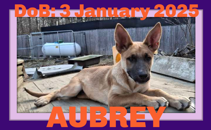 AUBREY, an adoptable German Shepherd Dog in Sebec, ME, 04481 | Photo Image 1