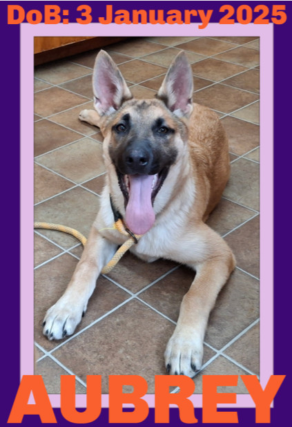AUBREY, an adoptable German Shepherd Dog, Belgian Shepherd / Malinois in Sebec, ME, 04481 | Photo Image 1