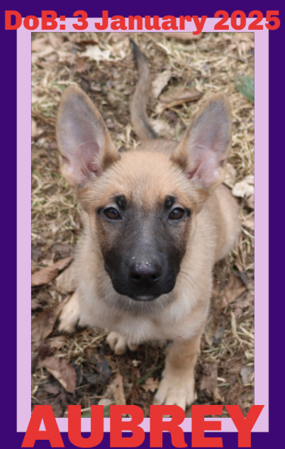 AUBREY, an adoptable German Shepherd Dog in Sebec, ME, 04481 | Photo Image 2