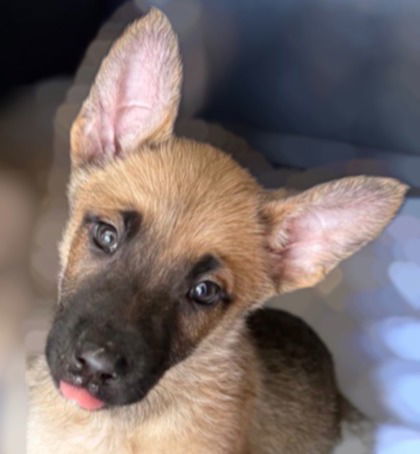 AUBREY, an adoptable German Shepherd Dog in Sebec, ME, 04481 | Photo Image 3
