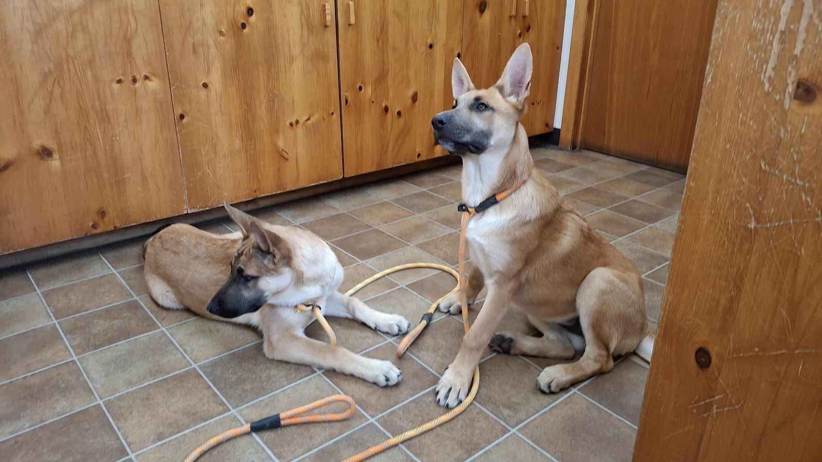 AUBREY, an adoptable German Shepherd Dog, Belgian Shepherd / Malinois in Sebec, ME, 04481 | Photo Image 3