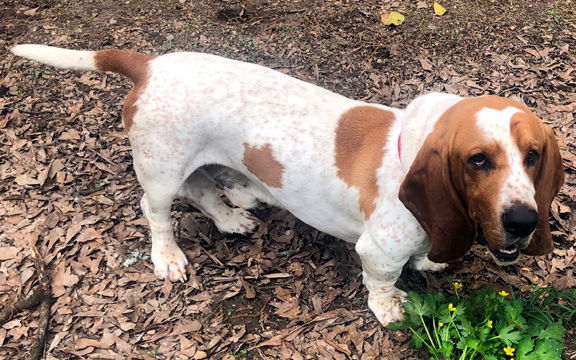 SPUD - ADOPTION PENDING!