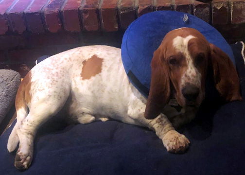 SPUD - ADOPTION PENDING!
