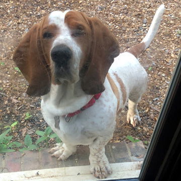 SPUD - ADOPTION PENDING!