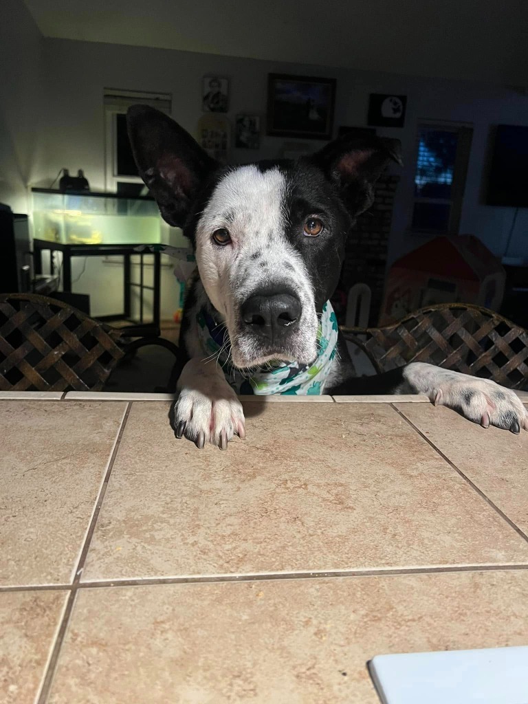 Hippogriff, an adoptable McNab in Tehachapi, CA, 93561 | Photo Image 1