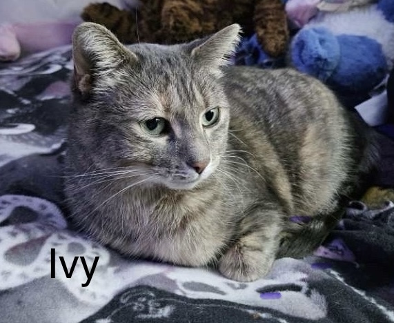 Ivy