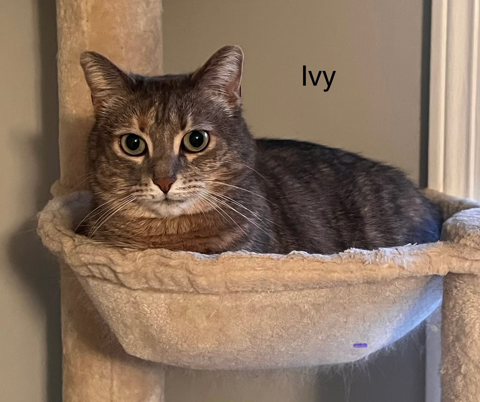 Ivy