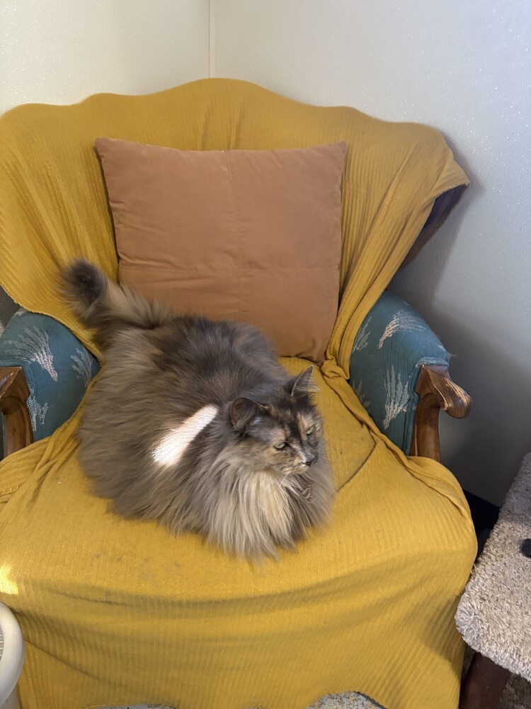 Furball
