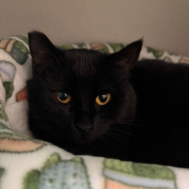 Jorge, an adoptable Domestic Short Hair in Redding, CA, 96099 | Photo Image 1