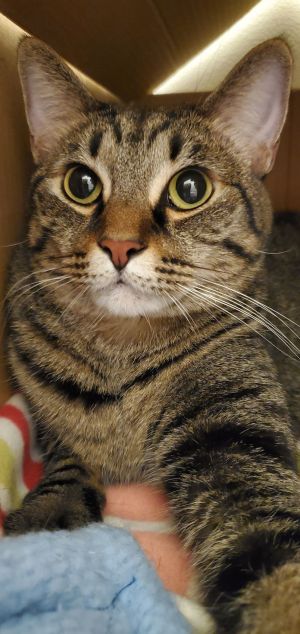 LeeLoo, Adult Female unknown