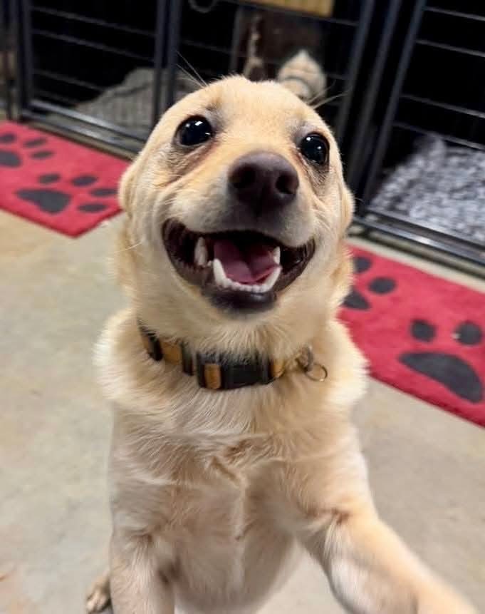 Butters, an adoptable Pomeranian, Chihuahua in Gaffney, SC, 29341 | Photo Image 3