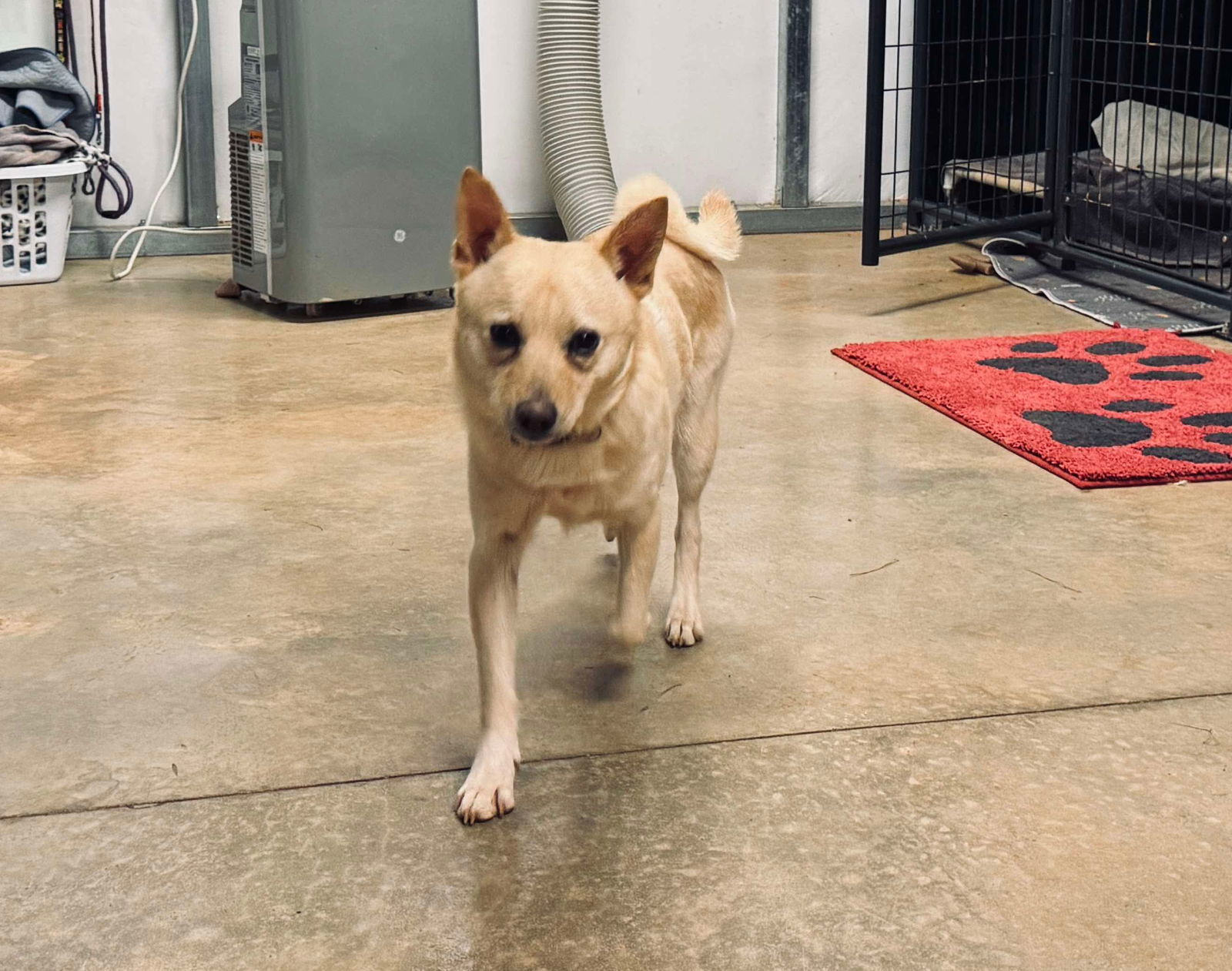 Butters, an adoptable Pomeranian, Chihuahua in Gaffney, SC, 29341 | Photo Image 5
