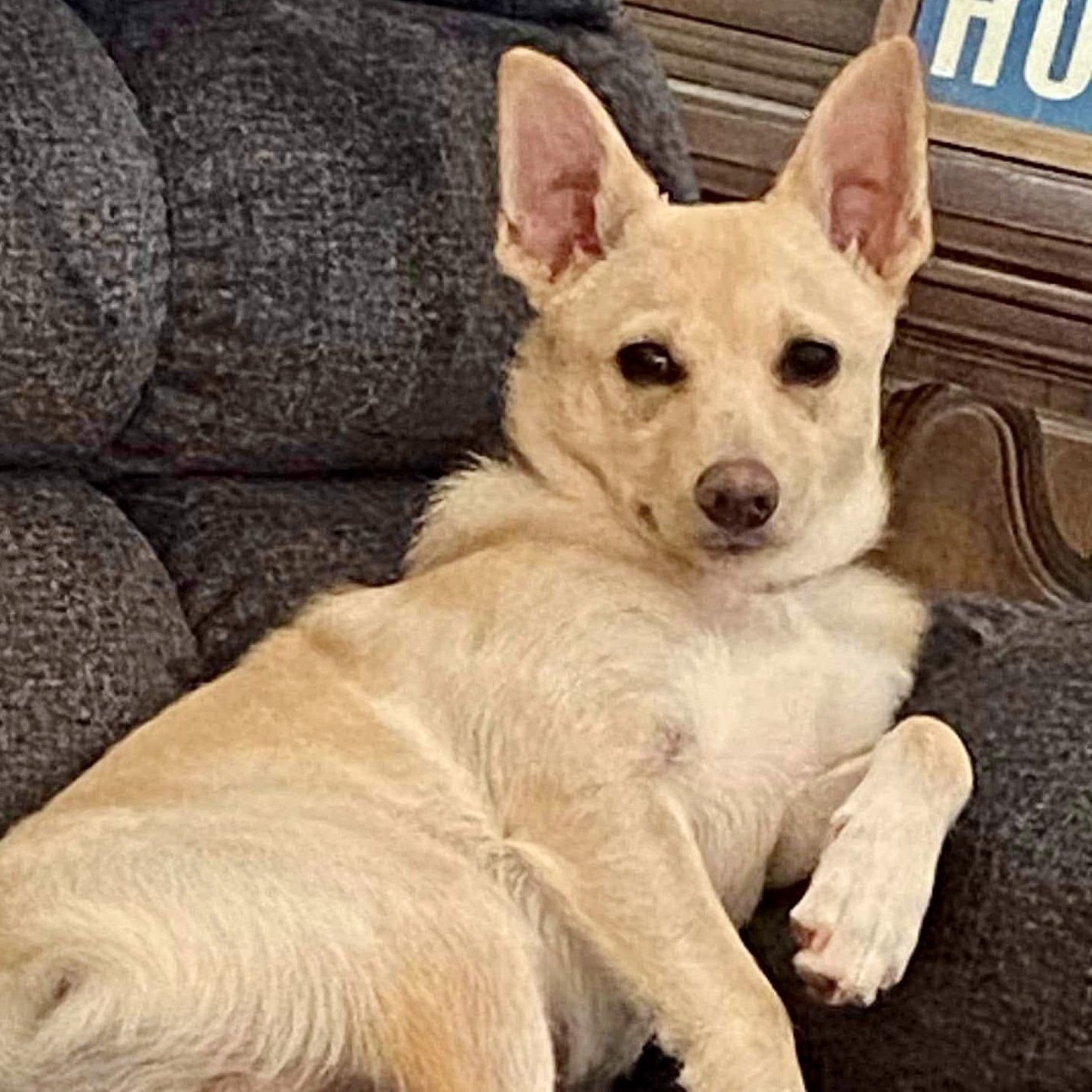 Butters, an adoptable Pomeranian, Chihuahua in Gaffney, SC, 29341 | Photo Image 7
