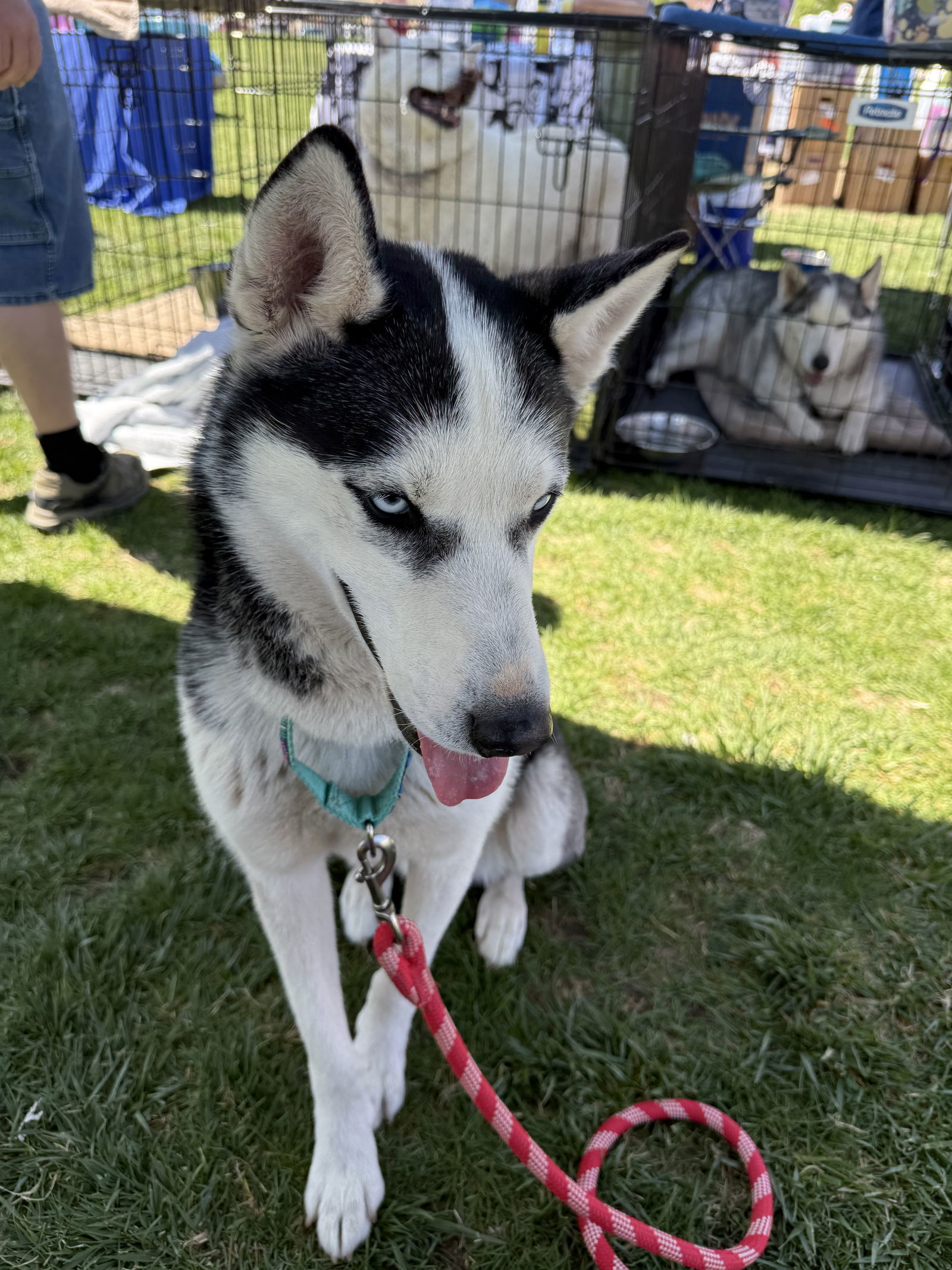 Dale, an adoptable Siberian Husky in Cedar Crest, NM, 87008 | Photo Image 1