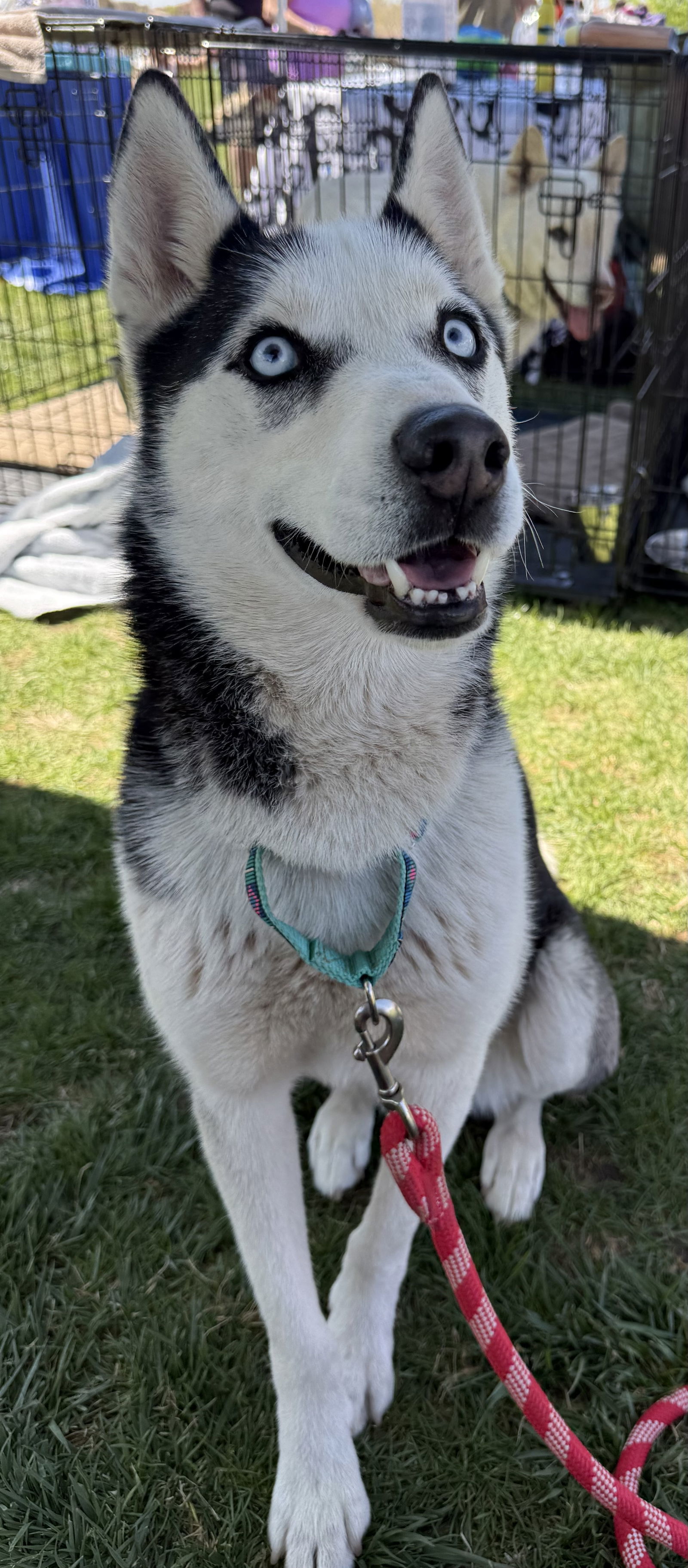 Dale, an adoptable Siberian Husky in Cedar Crest, NM, 87008 | Photo Image 2