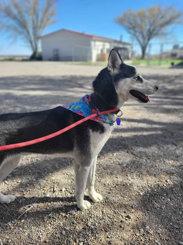 Dale, an adoptable Siberian Husky in Cedar Crest, NM, 87008 | Photo Image 3