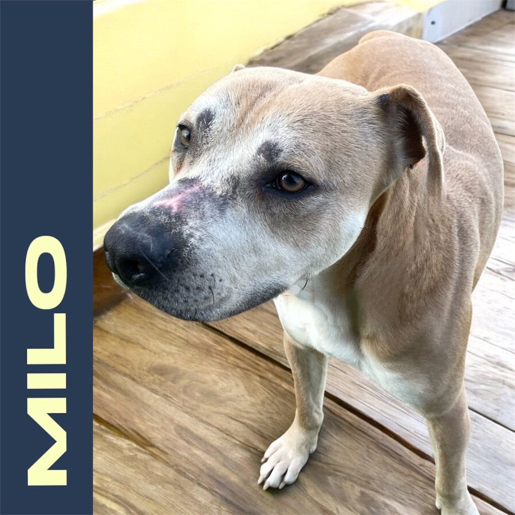 Milo