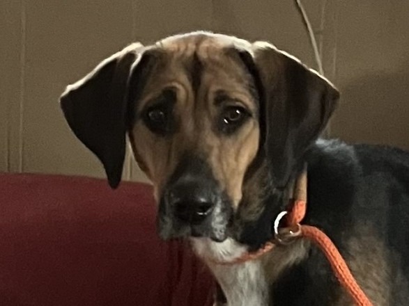 Roxie, an adoptable Hound in Salt Lake City, UT, 84108 | Photo Image 1