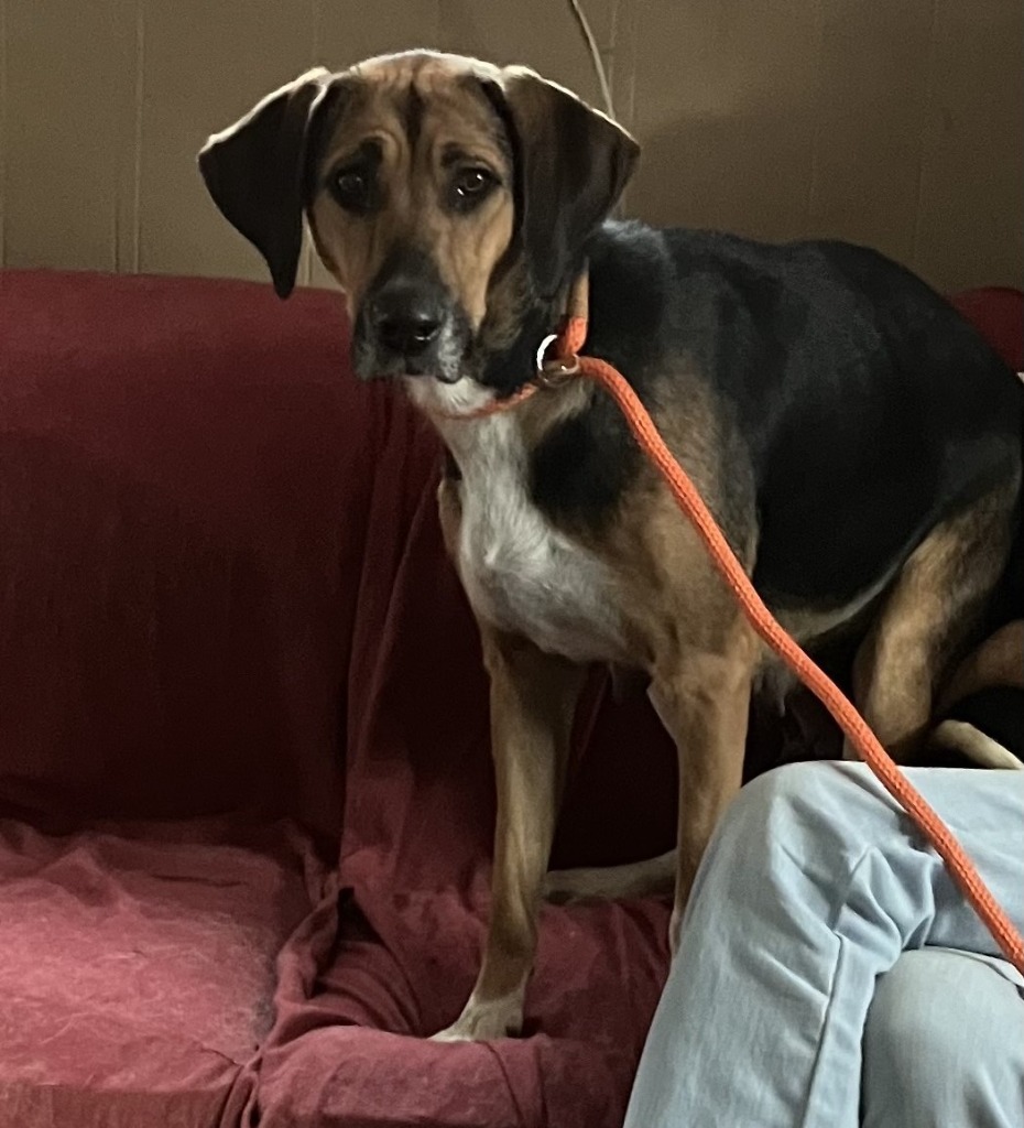 Roxie, an adoptable Hound in Salt Lake City, UT, 84108 | Photo Image 2