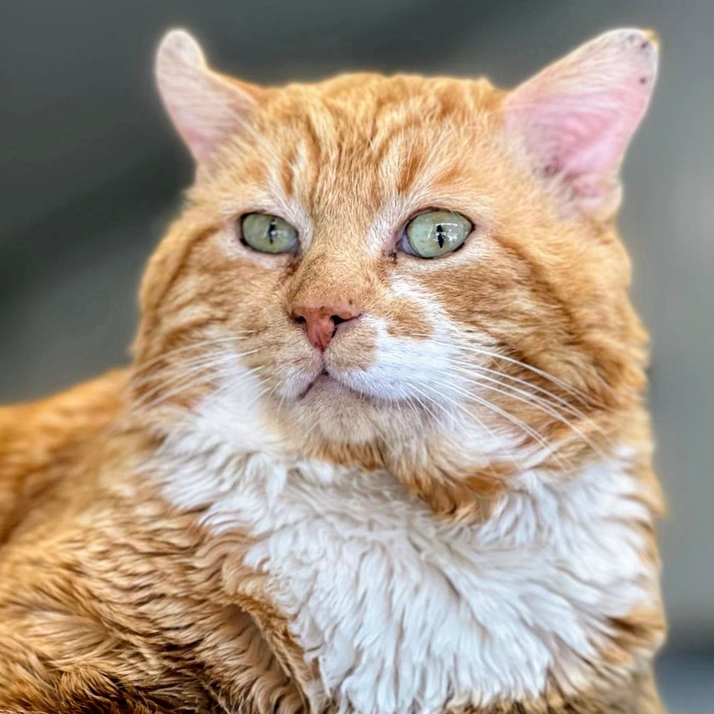 Chipotle, an adoptable Domestic Short Hair in Sheridan, WY, 82801 | Photo Image 1