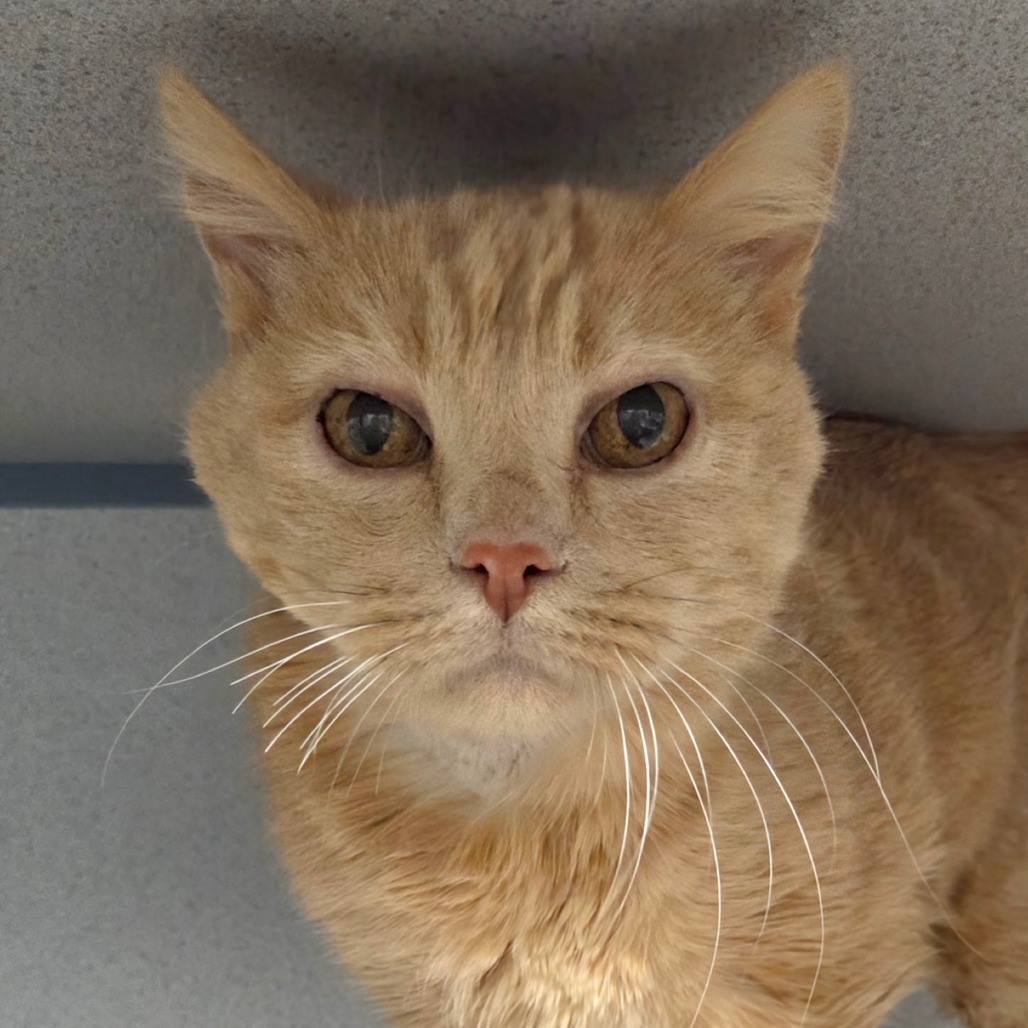 Pumpkin, an adoptable Domestic Short Hair in Sheridan, WY, 82801 | Photo Image 1