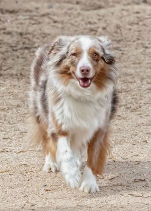 RUNNER Mini Aussie, Young Male unknown