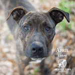 April