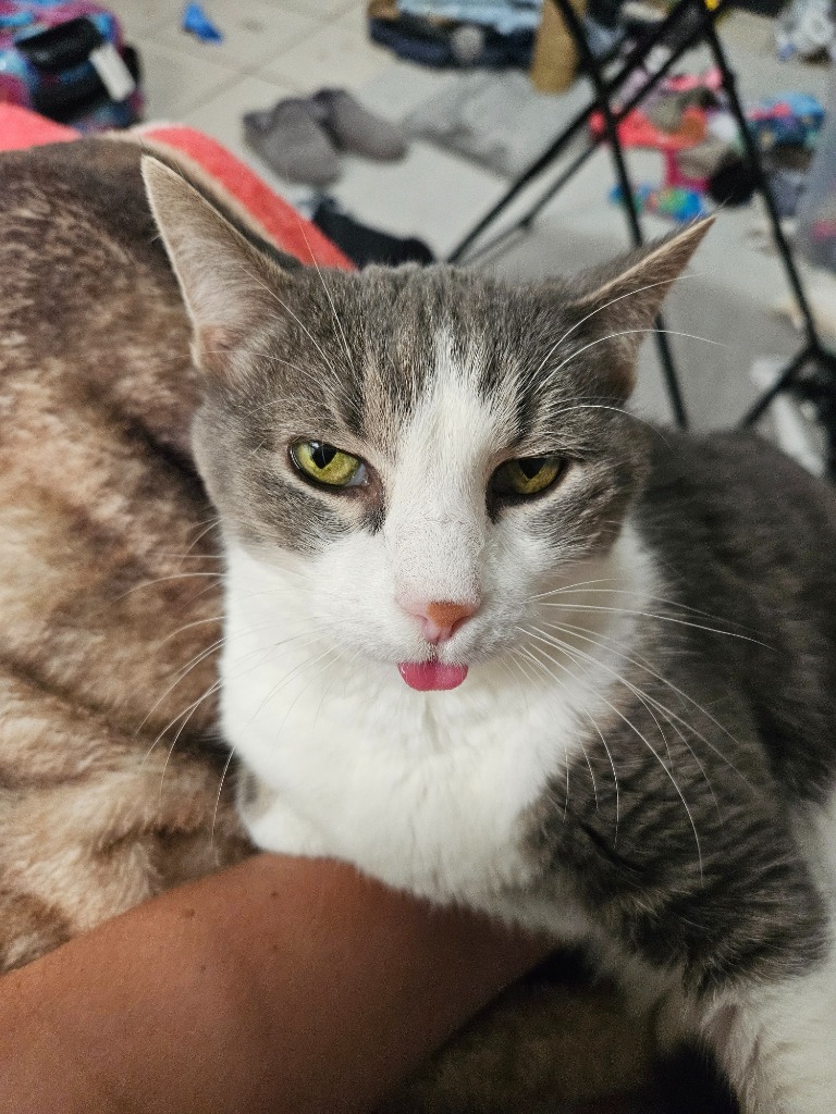 Ada