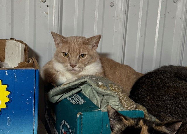 Mittens