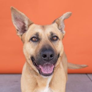 A5684302 Meet Pebbles  a sweet 5-year-old German ShepherdLab mix with a gorgeous honey-colored co
