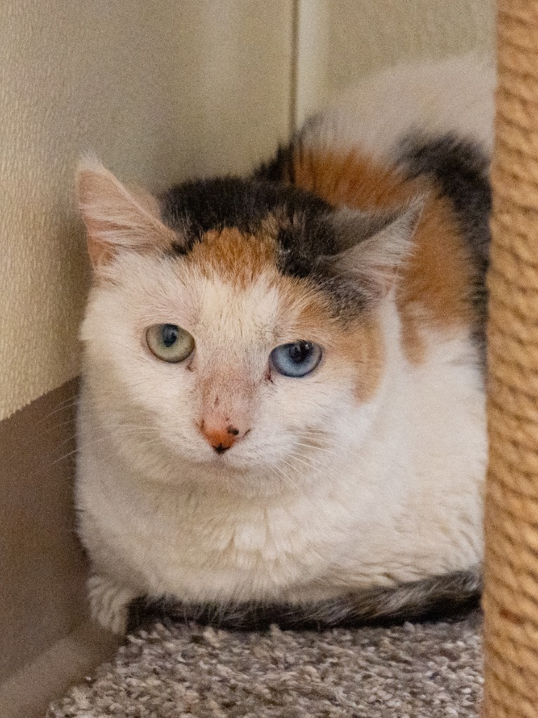 Mins *Sponsored Adoption