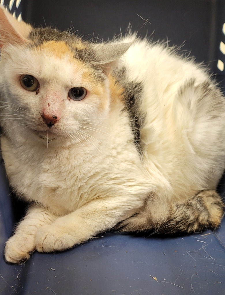 Mins *Sponsored Adoption