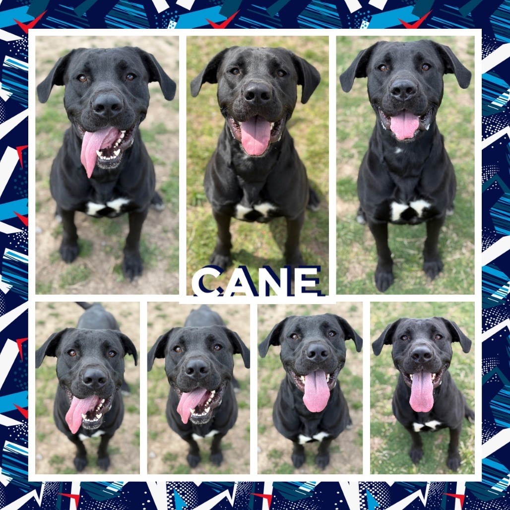 Cane