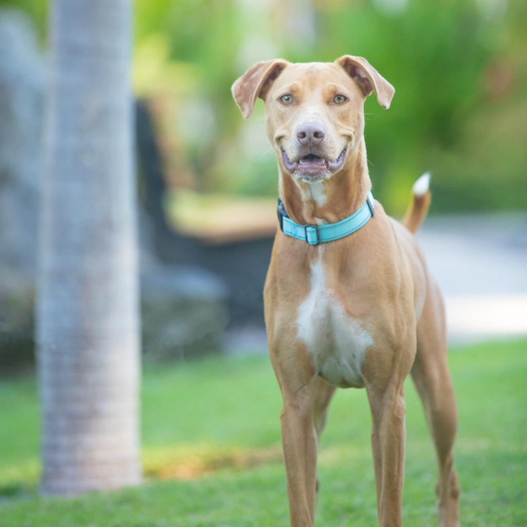 Mochi, an adoptable Mixed Breed in Kailua Kona, HI, 96740 | Photo Image 1