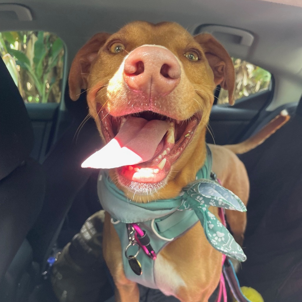 Mochi, an adoptable Mixed Breed in Kailua Kona, HI, 96740 | Photo Image 1