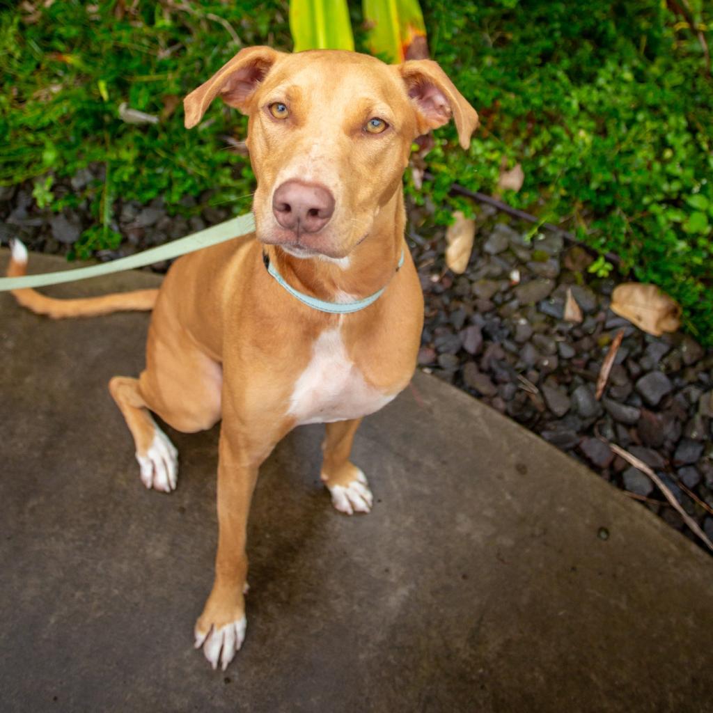 Mochi, an adoptable Mixed Breed in Kailua Kona, HI, 96740 | Photo Image 2