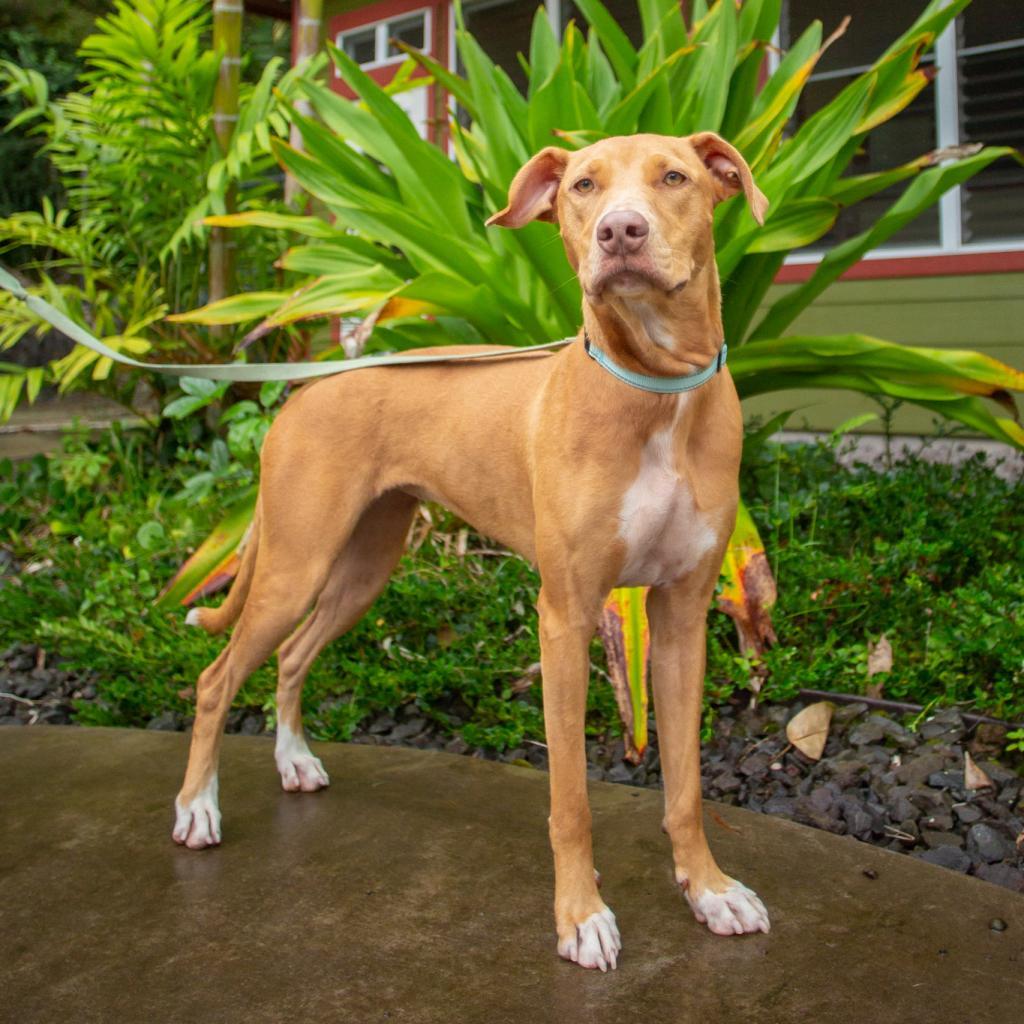 Mochi, an adoptable Mixed Breed in Kailua Kona, HI, 96740 | Photo Image 3